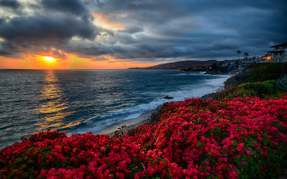 Sunset beach flowers building water - beautiful landscape free wallpaper