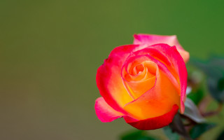 Red yellow rose green leaves - a green background behind free wallpaper