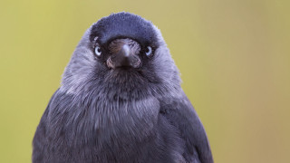 Black bird yellow background surreal - a black bird free wallpaper