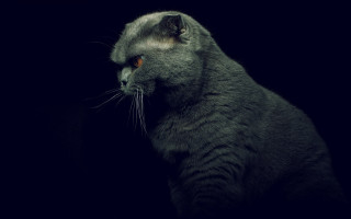 Cat upward artist photography monster - a cat free wallpaper for desktop