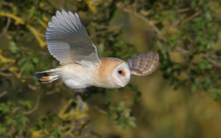 Barn owl flight wings spread - dave allsop free wallpaper