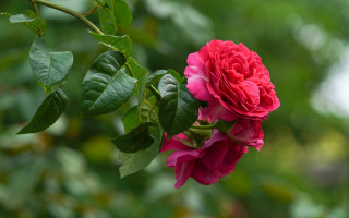 Red rose blooming plant bokeh - rose free wallpaper