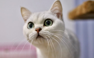 White cat green eyes blurry 2 - ascii art free wallpaper