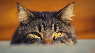 Cat yellow eyes over table - sharp focus free wallpaper