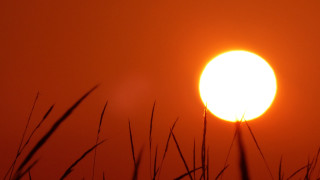 Bright sun tall grass red - a bright sun free wallpaper