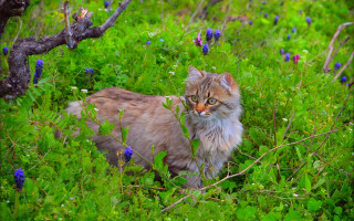 Cat field flower tree blurry - green grass free wallpaper for desktop