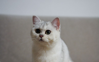 White cat green eyes rococo - green eye free wallpaper