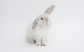 White rabbit gray nose beatrix - a white rabbit free wallpaper