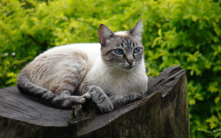Cat bush woodenpost blueeyes blurry - neoplasticism free wallpaper