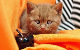 Kitten peeking blanket chocolate apple - striped free wallpaper
