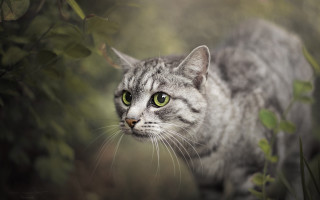 Cat green eyes standing grass - andor basch free wallpaper