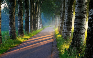 Forest road light rays bush - forest free wallpaper