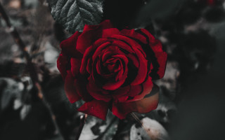 Red rose dark background white - ann thetis blacker free wallpaper