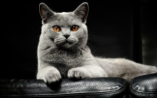 Cat leather chair paws camera - its paw free wallpaper