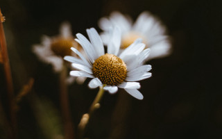 Flower closeup blurry background yellow - a yellow center free wallpaper