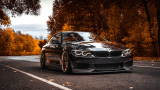 Black car orange leaves forest - orange leaf free wallpaper