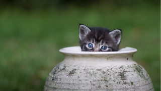 Kitten vase peeking green background - grass free wallpaper