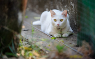 White cat fence tree green - a white cat free wallpaper