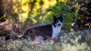 Cat grass bushes forest christmas - serious free wallpaper