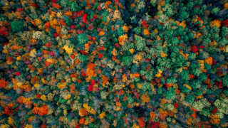 Colorful autumn forest microscopic field - color free wallpaper