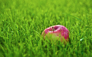 Pink apple green field bite 2 - a bite free wallpaper