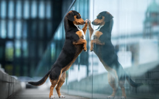 Dog stick glass door reflection - reflective free wallpaper