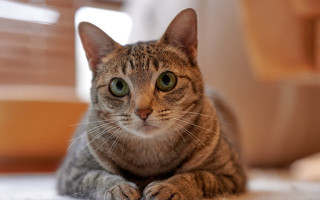 Sad cat floor photorealistic blurry - a sad look free wallpaper