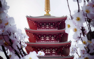 Tall red pagoda white flowers - japan eishōsai chōki free wallpaper