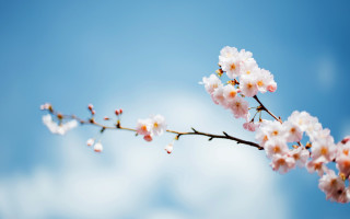 White flower branch blue sky 5 - tiny free wallpaper