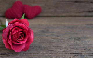 Red rose bouquet blurry depth - a single red rose free wallpaper