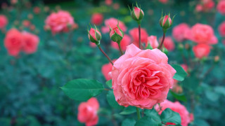 Pink rose garden bokeh macro 3 - rose free wallpaper
