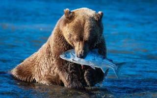Bear fish water ecological wildlife 2 - fish free wallpaper