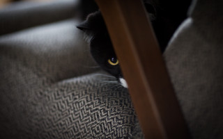 Black cat hiding under chair - a black cat free wallpaper