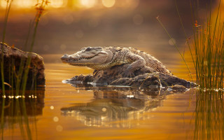 Alligator rock water smile art - a smile free wallpaper for desktop