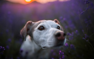 Dog flower field sunset portrait - a field of flowers free wallpaper