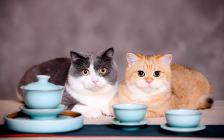 Cats tea saucer stilllife blurry - a gray background free wallpaper