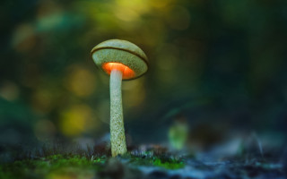 Glowing mushroom macro bokeh outdoors - a mushroom free wallpaper