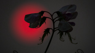 Flower red light black love - backlight free wallpaper