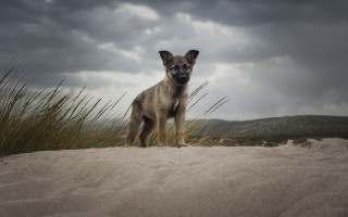 Dog beach tallgrass cloudy sky - sandy free wallpaper