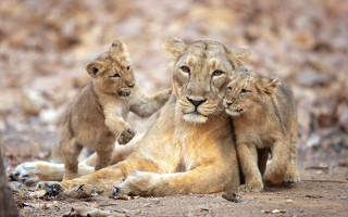 Lions playing dirt rocks field - free animals wallpaper