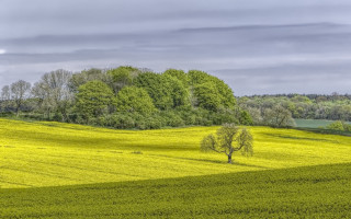 Field tree clouds distant trees - a tree in the middle of it free wallpaper