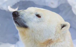 Polar bear looking up mountain - polar free wallpaper