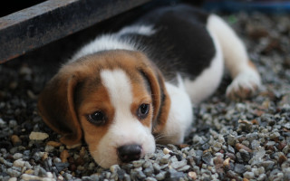 Puppy shiba inu sad looking - his face free wallpaper