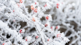 Red berries snow macro winter - a close up of a plant free wallpaper