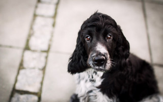 Black and white dog sad - a tile floor free wallpaper