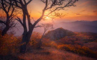 Sunset mountain tree foggy sky - a tree in the foreground free wallpaper