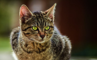 Cat green eyes macro illusion - optical free wallpaper