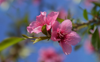 Pink flower blooming branch bokeh - blue sky in the background free wallpaper