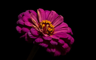 Purple flower macro portrait dress - a purple flower free wallpaper