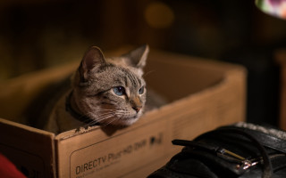 Cat box shoes room photorealism - a box free wallpaper